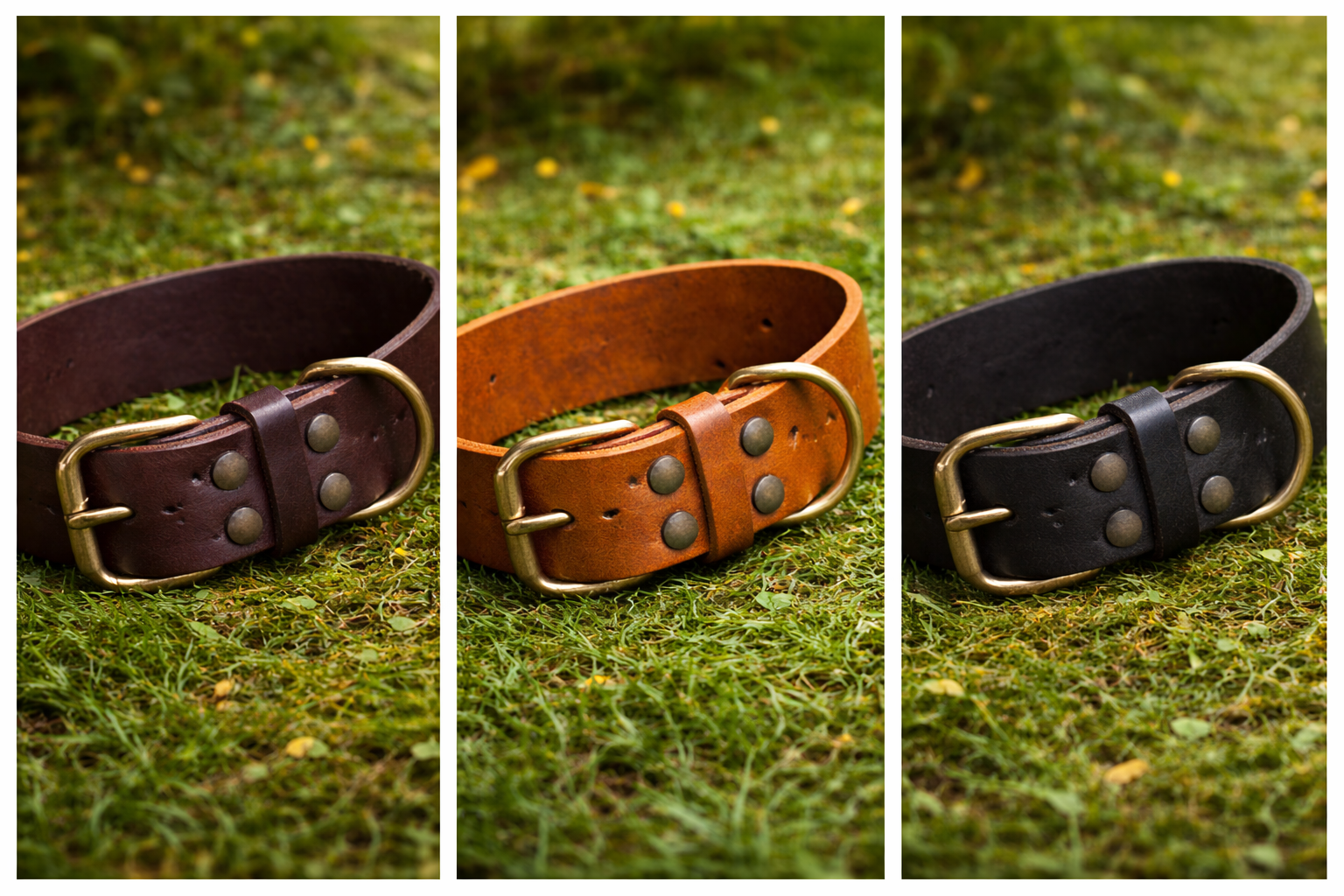 Büyük Irk Köpek Boyun Tasması